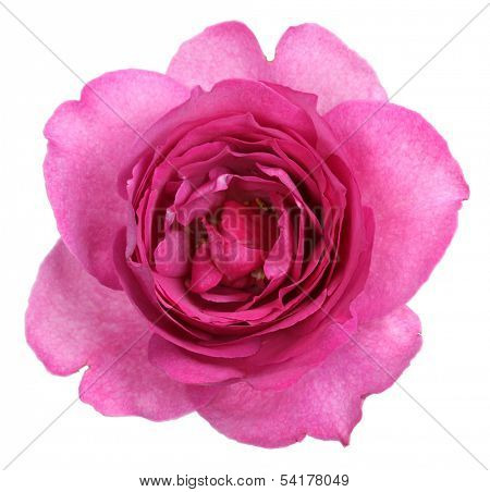 yves piaget rose isolated on white background