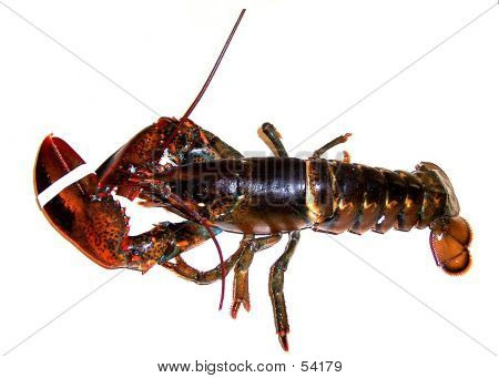 Lobster1