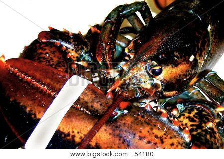 Lobster2