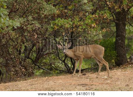 a wild indigenous male (buck) Black-tailed deer (odocoilus Hemionus) in California