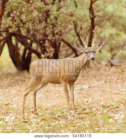 a wild indigenous male (buck) Black-tailed deer (odocoilus Hemionus) in California