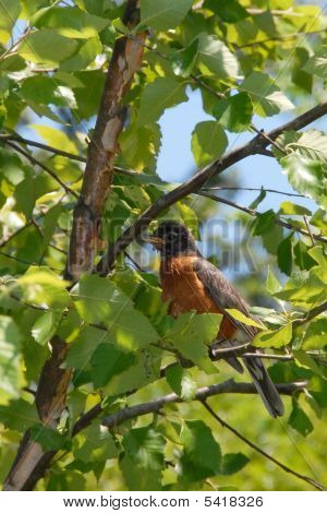Robin