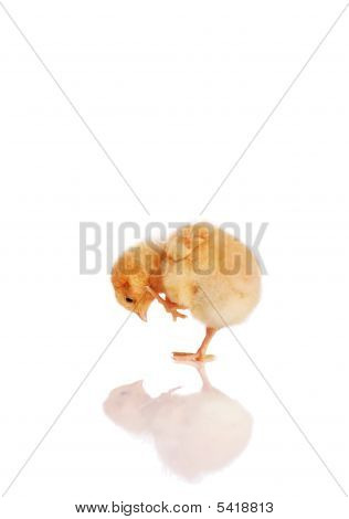 Kleine Küken Blick auf Reflexion