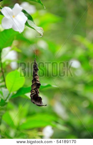 Leaf
