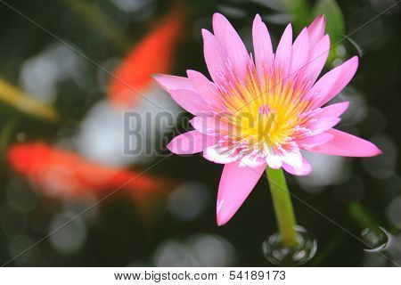 Pink Lotus Blossom