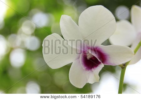 Orchid