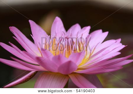 Lotus