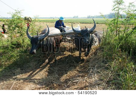 Buffalo Cart Transport Paddy In Rice Sack