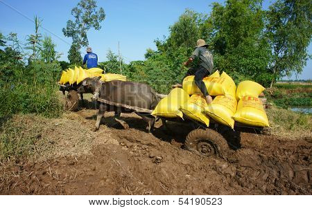 Buffalo Cart Transport Paddy In Rice Sack