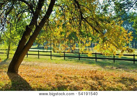 Tree with green and yellow leaves by a wooden fence at early autumn