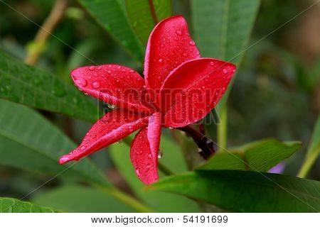 Plumeria
