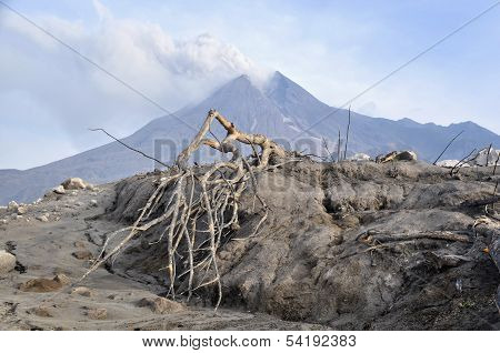 Mount Merapi's Eruption Burns Trees