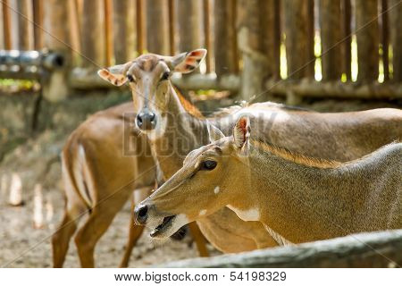 Nilgai In Chiangmai Zoo  Chiangmai Thailand
