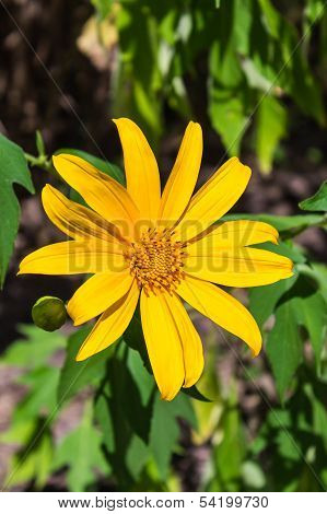Maxican Sunflower Or Dok Buatong Blossom In Thailand