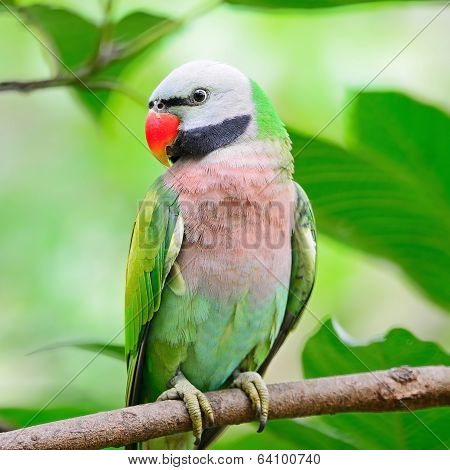 Male Red-breasted Parakeet