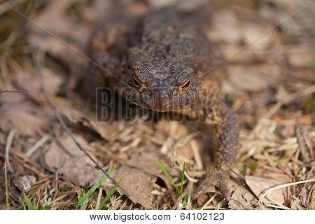 Toad Macro