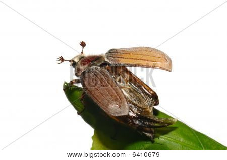 Květen bug (chroustům Vulgaris)
