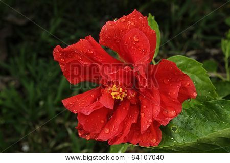 Red Hibiscus flower on it own plan over dark green ground
