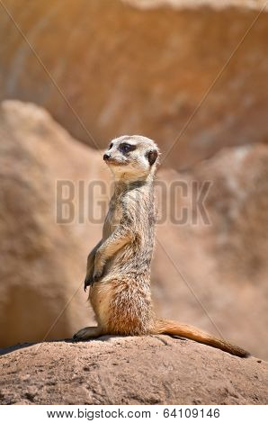 Suricate Meerkat - Suricata Suricatta
