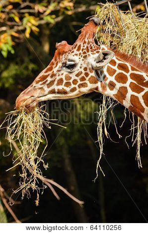 Giraffe - Giraffa Camelopardalis