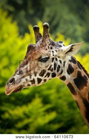 Giraffe - Giraffa Camelopardalis