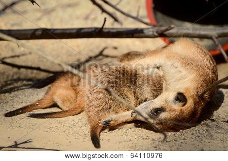 Suricate And Cubs