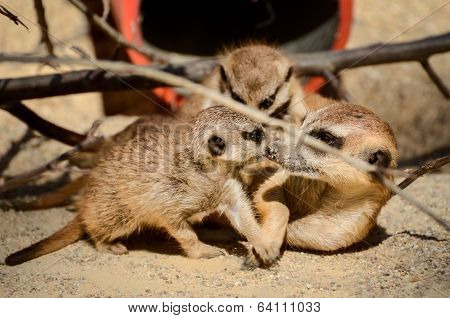 Suricate And Cubs