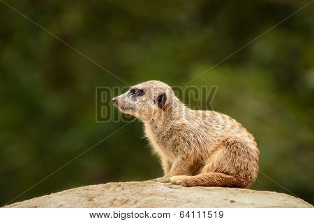 Suricate Meerkat - Suricata Suricatta
