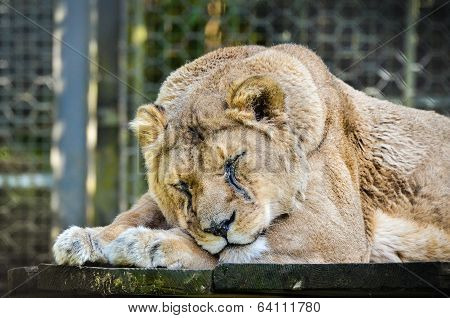 Lion - Panthera Leo