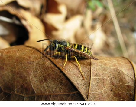Bee on leaf