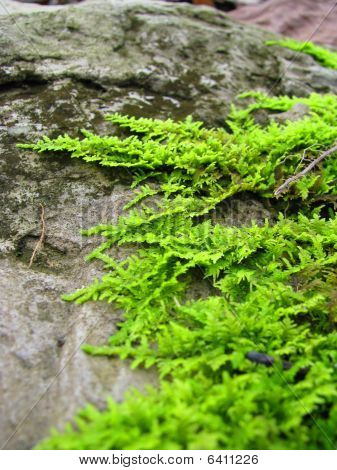 bright moss on gray rock