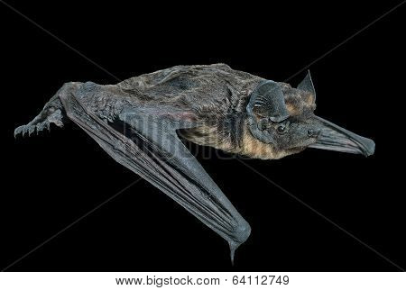 Small Bat