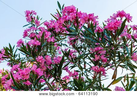 Pink Flowers In Kavros Village,crete,greece.