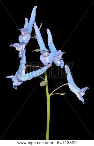Flowers Of Birthwort