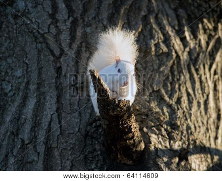 White Squirrel
