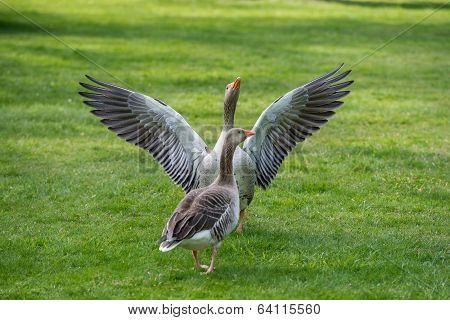 Greylag Goose