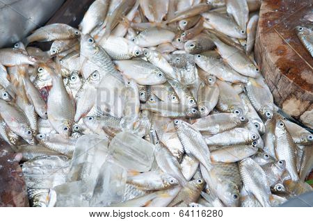 Closed Up Fish In Process Of Cutting Fresh Fish