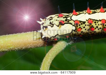Colourful Worm And Light Effect