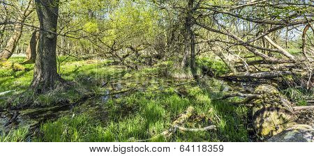 Romantic Forest In The Nature Park Gnitz