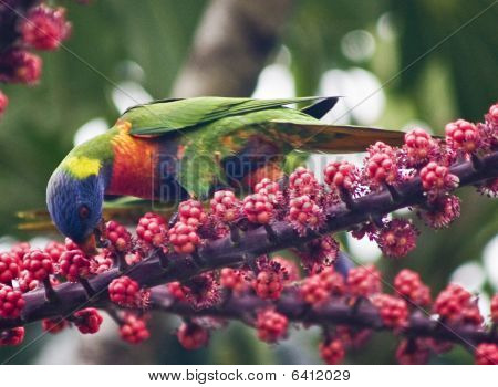 Rainbow Lorikeet 2