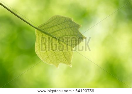 Young Leaf Of Tulip Tree In The Forest