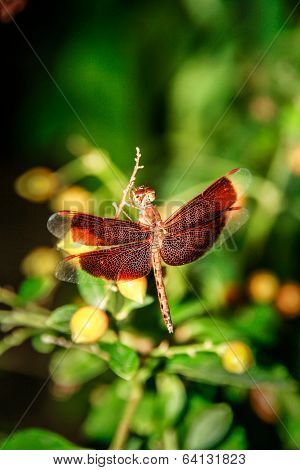 A red dragonfly on branch
