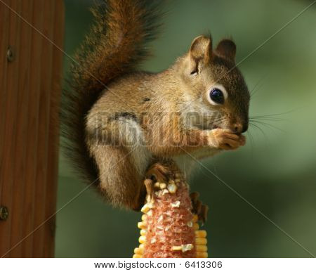 Esquilo comendo milho