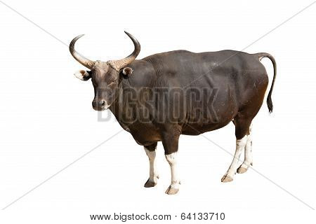 Banteng