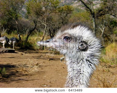 Nandu