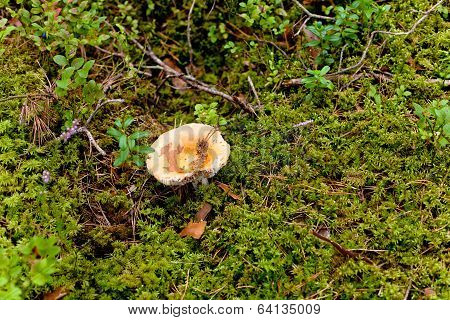 Yellow Mushroom