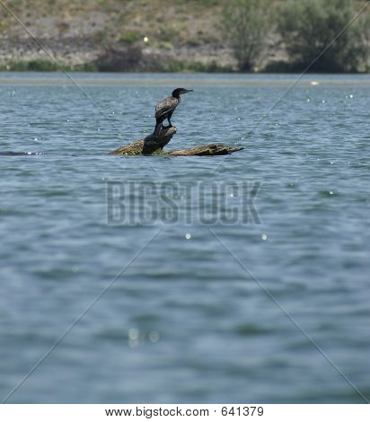 Cormorano
