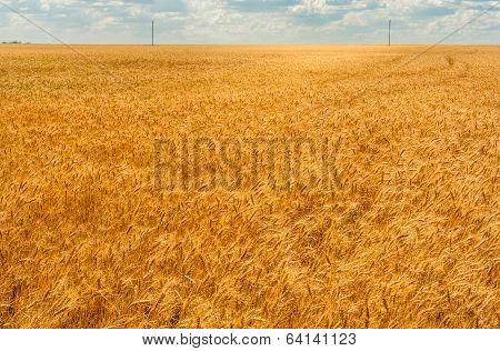 Golden Wheat Field
