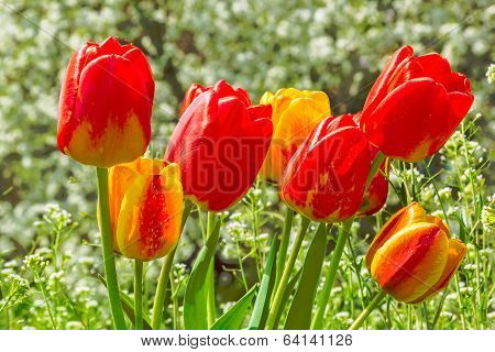 Bouquet Of Tulips On The Spring Lawn, Close-up