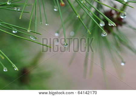 Raindrops On Pine Tree